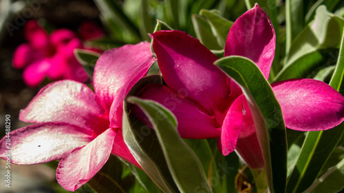 Pink Desert Rose close up © PhotoPhix3r