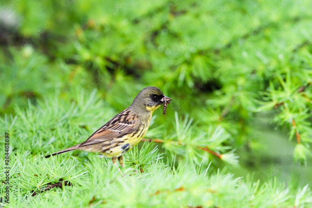 餌をくわえるアオジ雄(Black-faced bunting) 餌をくわえるアオジ雄(Black-faced bunting)