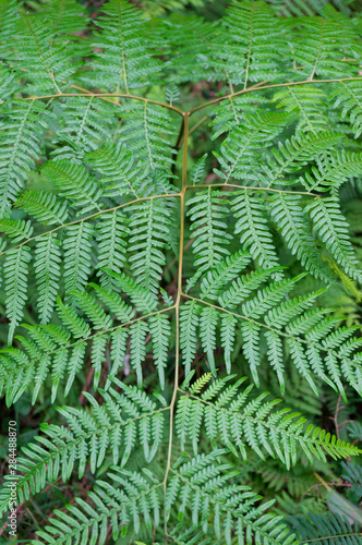 Green fern leaf pattern, texture. Nature background