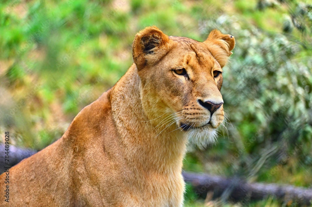 Animal - beautiful lioness. Colorful nature background. Animal - beautiful lioness. Colorful nature background.