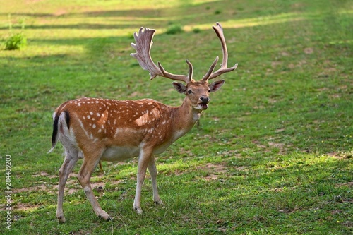 Beautiful animal in a wild  nature. Fallow deer  Dama dama  Colorful natural background.