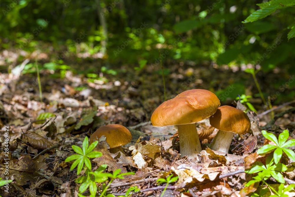 Ceps mushrooms in deciduous forest Ceps mushrooms in deciduous forest