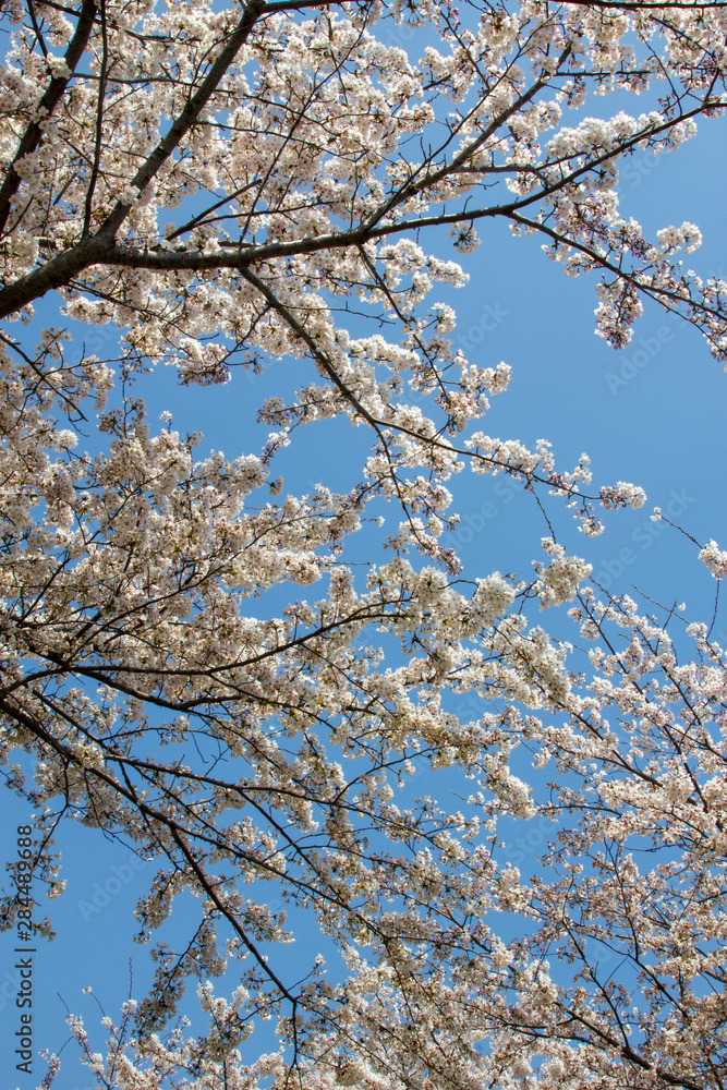 Cherry blossom_03／桜の花_03