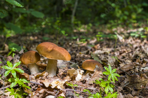 three ceps mushrooms in deciduous forest