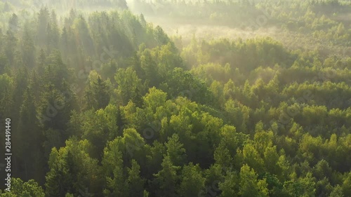 Green forest with sun rays