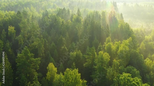 Green forest with sunlight photo
