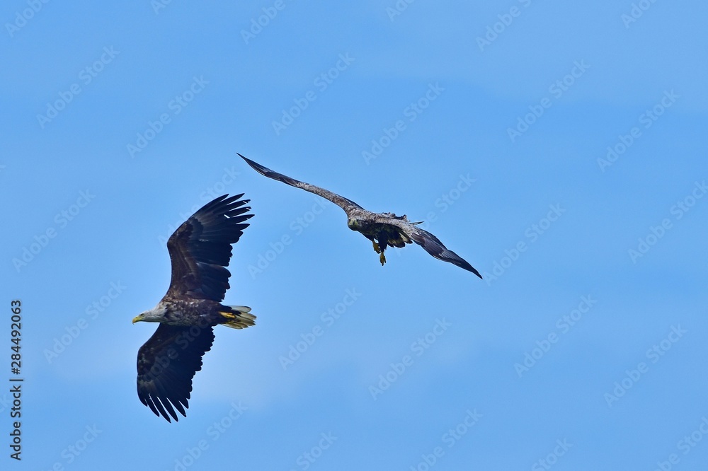 Obraz premium 迫力満点のオジロワシの空中バトルシーン