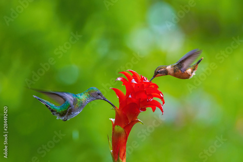 Philodice mitchelli or Purple-throated woodstar The Hummingbird is hovering and drinking the nectar from the beautiful flower in the rain forest. Nice colorful background... photo
