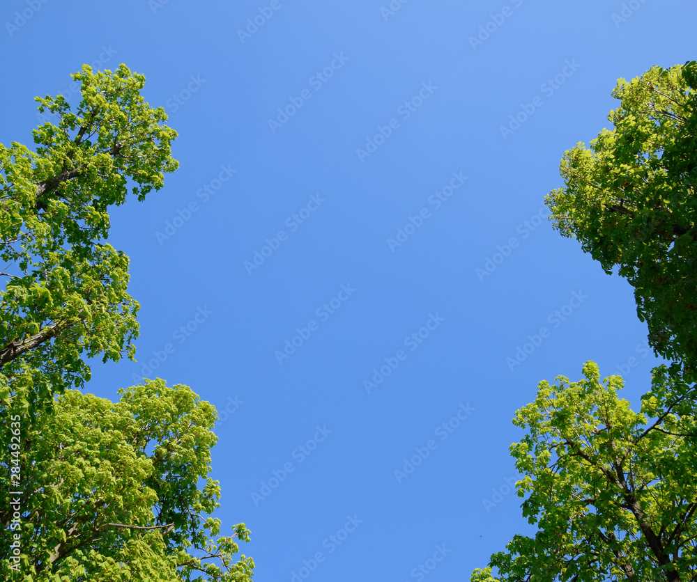 Alley of horse chestnuts against the blue sky. Green trees in th Alley of horse chestnuts against the blue sky. Green trees in th
