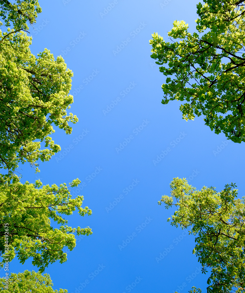 Alley of horse chestnuts against the blue sky. Green trees in the spring. Clear sky. Alley of horse chestnuts against the blue sky. Green trees in the spring. Clear sky.