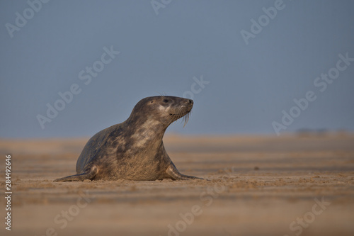 phoca vitulina, Harbor seal , common seal 