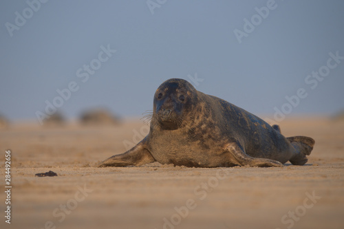 phoca vitulina, Harbor seal , common seal 