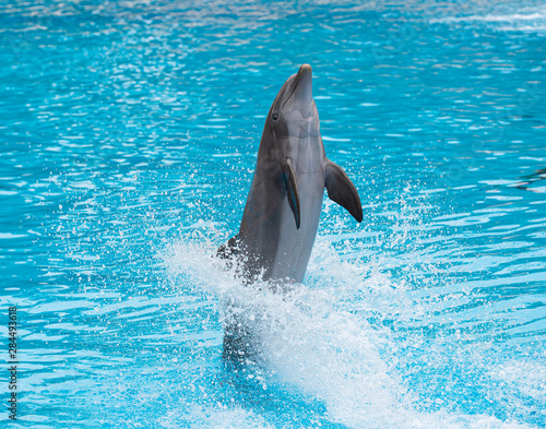 dolphin Jumping in the water