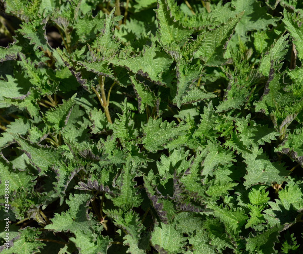 Young nettle in a garden Young nettle in a garden