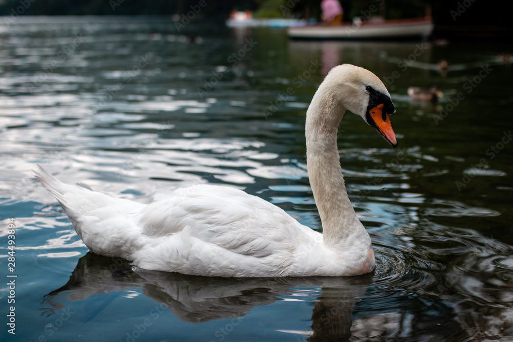 Fototapeta premium swan on lake