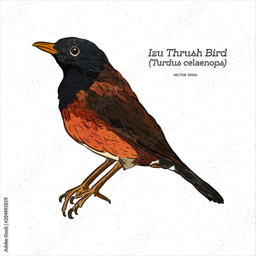 Izu Islands thrush (Turdus celaenops) bird, hand draw sketch vector.