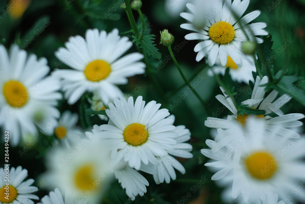 Obraz premium daisies 