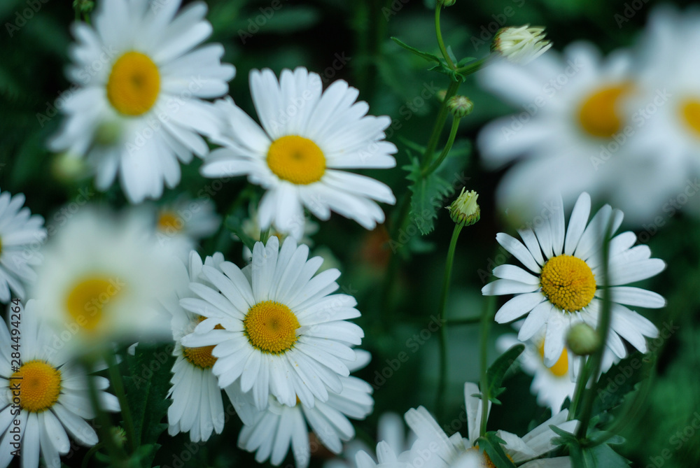 Fototapeta premium daisies in the garden