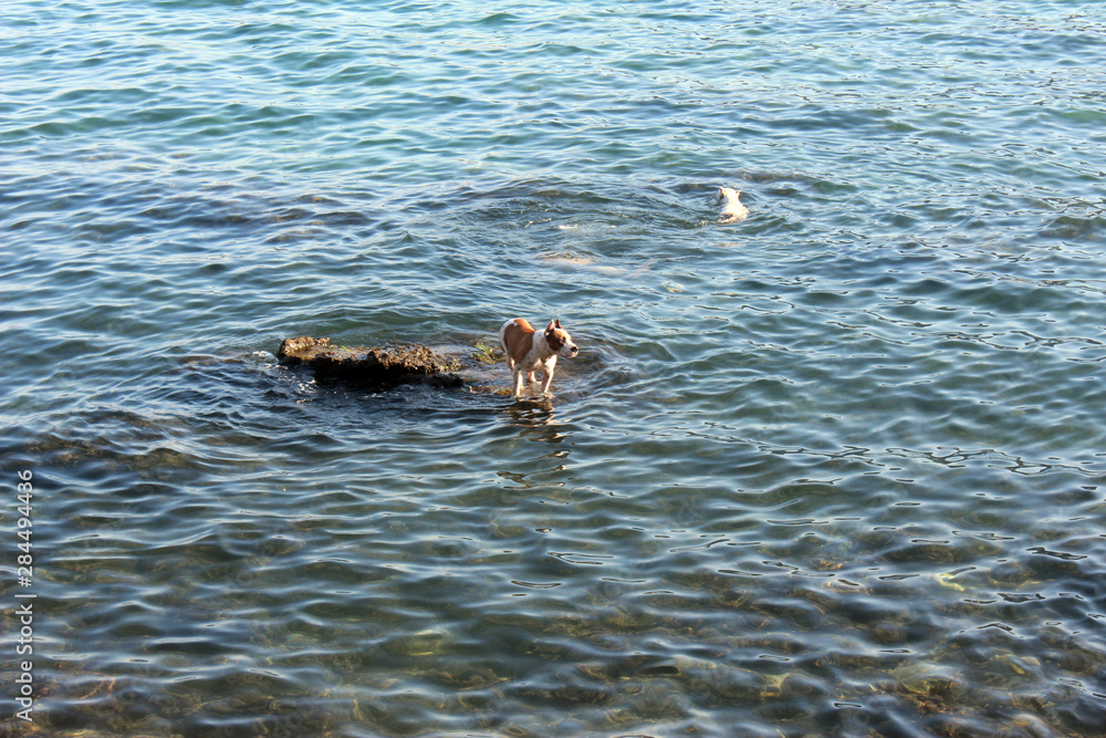 Fototapeta premium Boka Kotorska bay in Montenegro