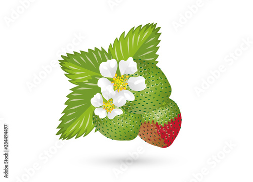 grüne Erdbeeren mit Blüten und Blätter