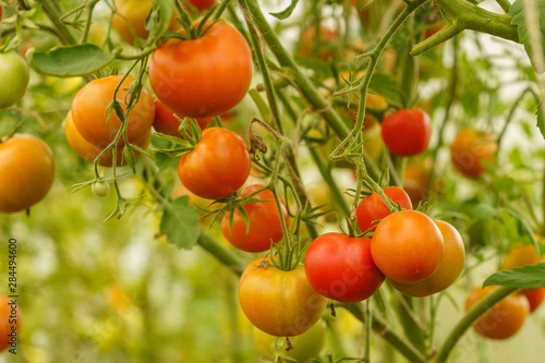 ripening tomatoes in a greenhouse on stems