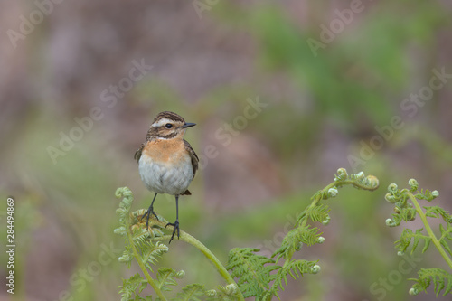 Saxicola ruberta, Whinchats are migratory bird the come to the Peak district to breed in the summer months © Stephen Ellis 35