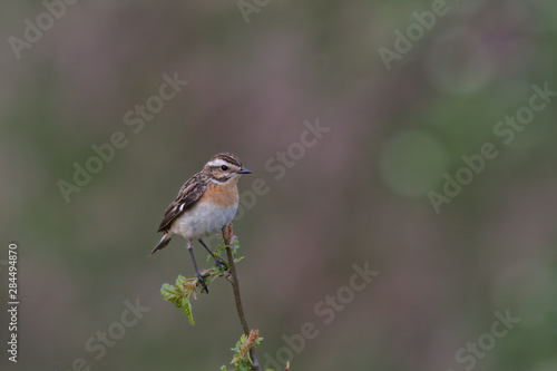 Saxicola ruberta, Whinchats are migratory bird the come to the Peak district to breed in the summer months photo
