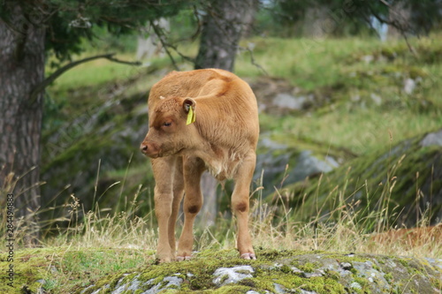 Calf