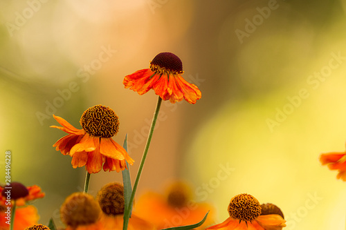 Sonnenbraut - Helenium, Blumenwiese, Landschaft im Sommer, Sommerblumen photo