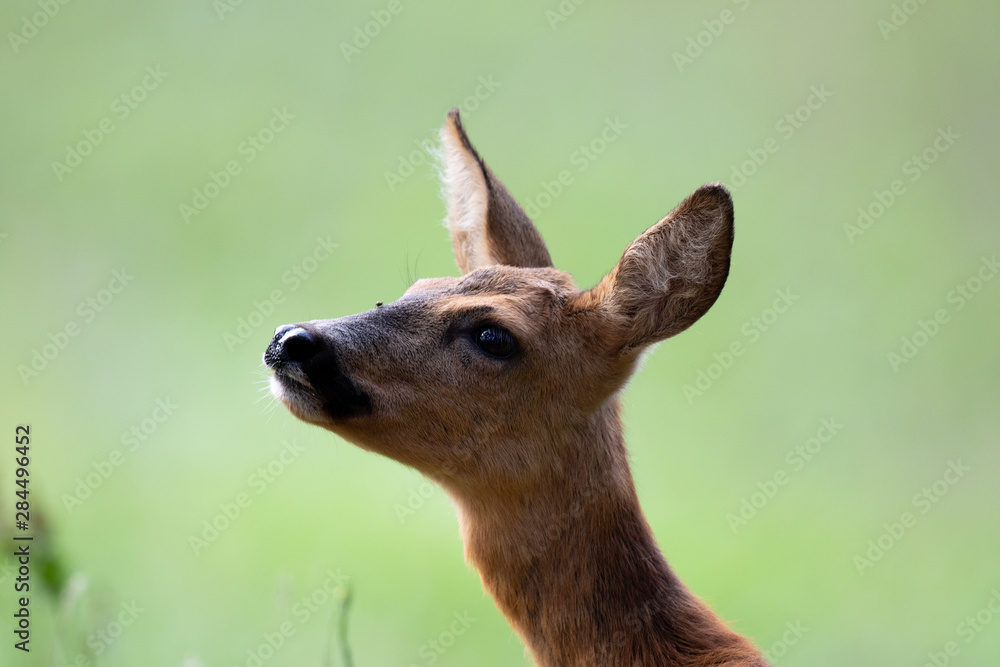 Fototapeta premium Reh