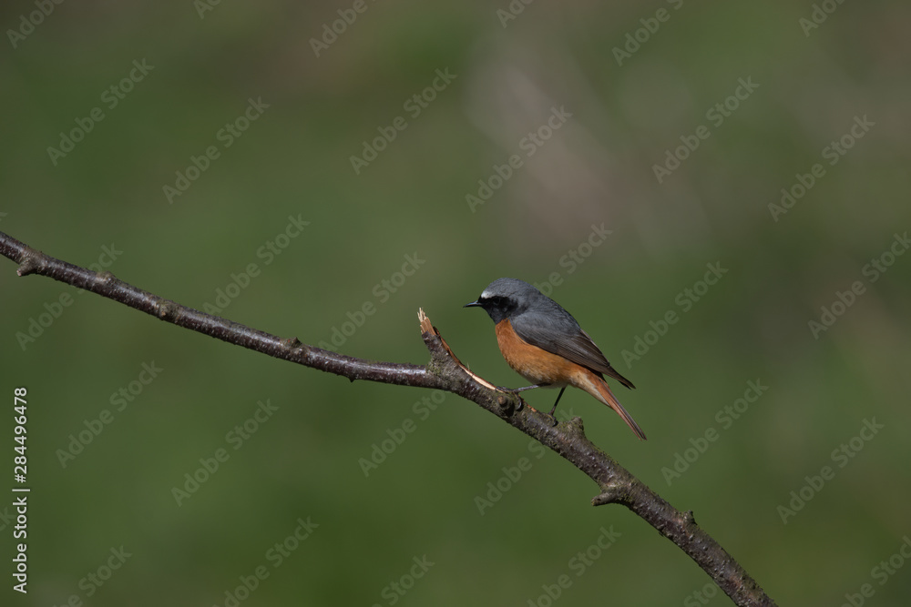 Fototapeta premium Redstart, Phoenicurus phoenicurus is a Old World flycatcher family 
