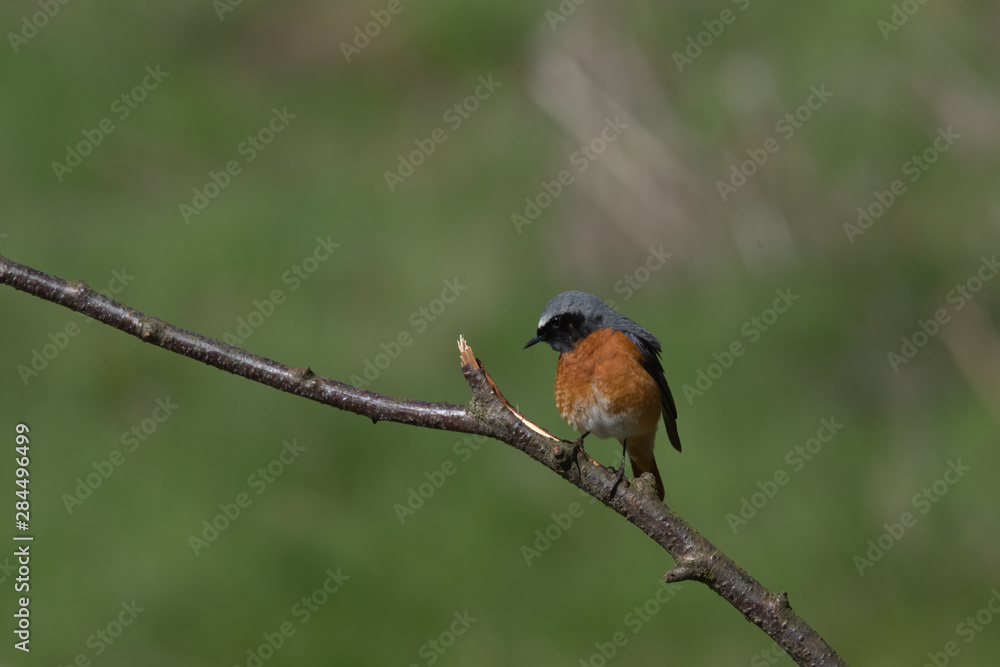 Redstart, Phoenicurus phoenicurus is a Old World flycatcher family Redstart, Phoenicurus phoenicurus is a Old World flycatcher family