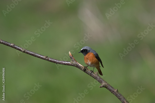 Redstart, Phoenicurus phoenicurus is a  Old World flycatcher family  © Stephen Ellis 35