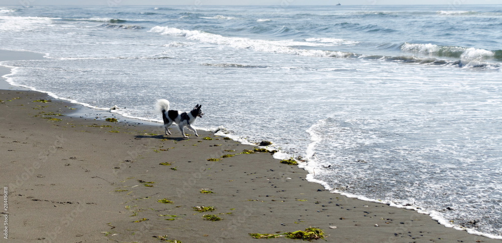 Papillon walking at sand beach in Grays harbor Papillon walking at sand beach in Grays harbor