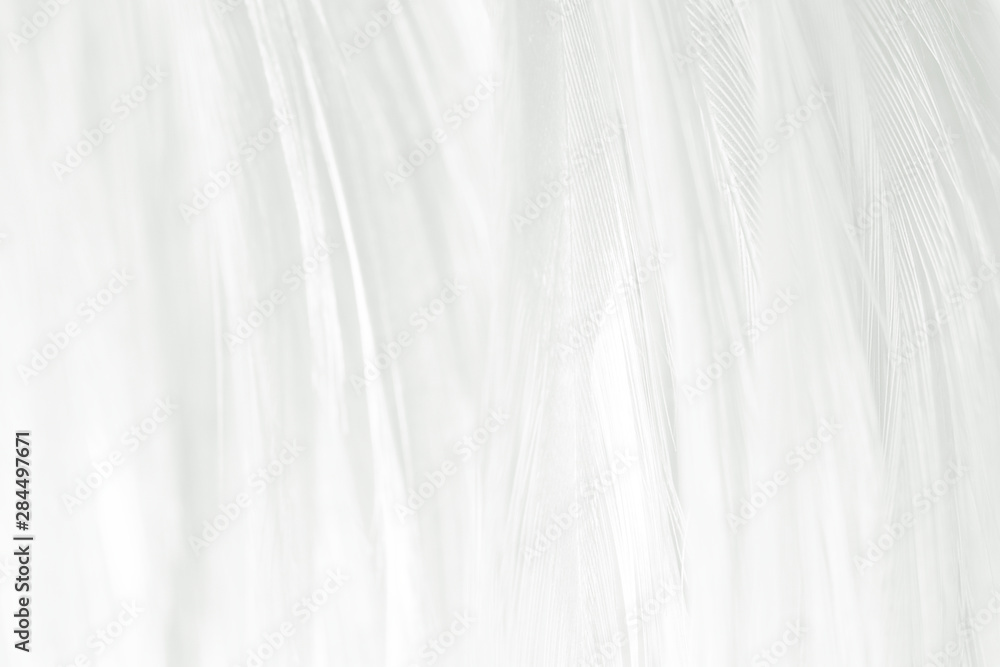 Obraz premium Beautiful white feather pattern texture background