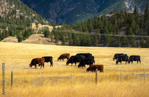 Herd of cows grazing in mountains