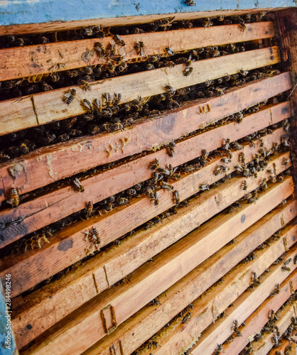 Open bee hive. Plank with honeycomb in the hive. The bees crawl along the hive. Honey bee.