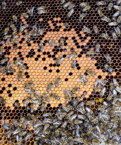 Honey bees on the home apiary