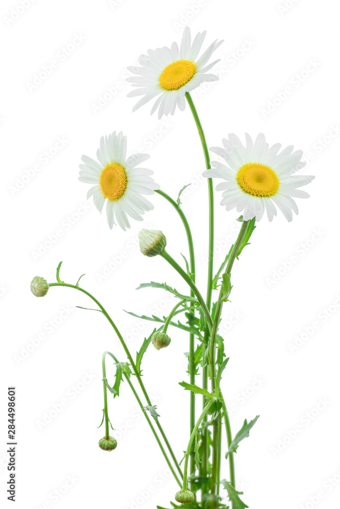 one chamomile or daisies with leaves isolated on white background one chamomile or daisies with leaves isolated on white background