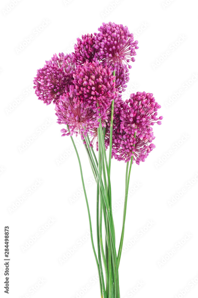 Fototapeta premium the flower of wild garlic isolated on white background.