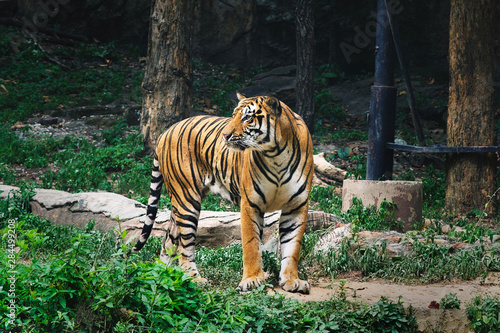 Fototapeta Naklejka Na Ścianę i Meble -  portrait bengal tiger standing looking on grass