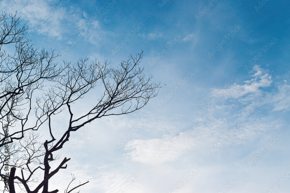 Silhouette of Dead tree branches on blue sky background Silhouette of Dead tree branches on blue sky background