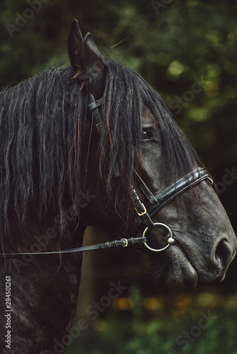 Portrait Of Beautiful Black Horse. Side view