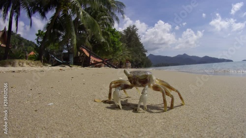 Crab coming up to camera on Koh Chang, Thailand