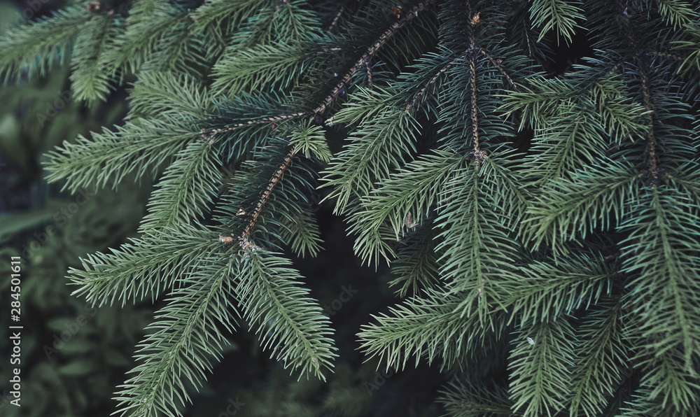 Texture of green pine tree. Texture of green pine tree.