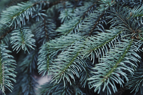 Texture of green pine tree. © Alona