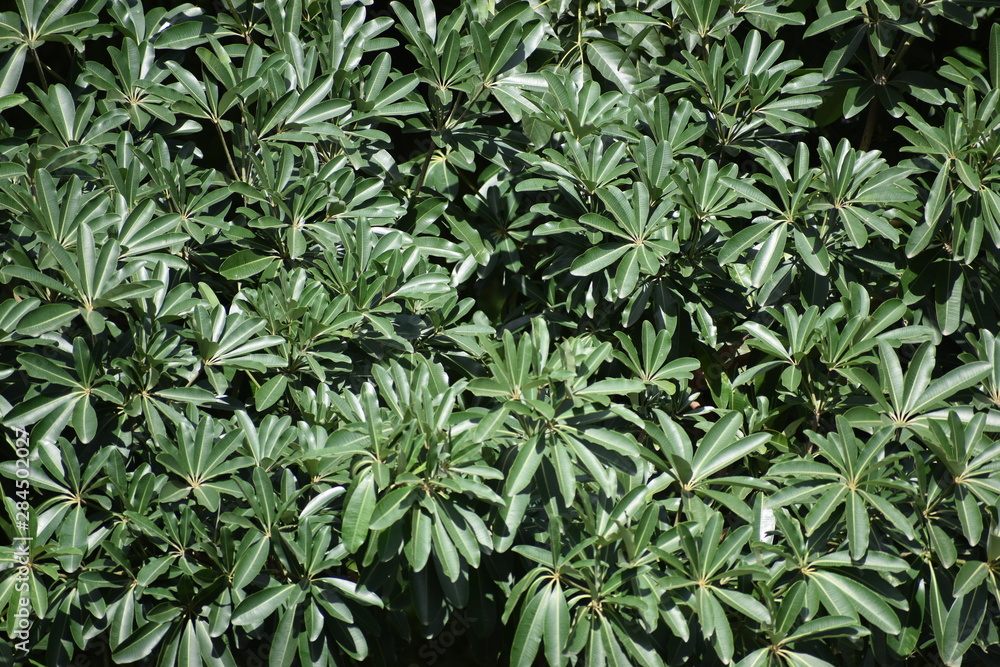 A foliage of long light and dark green leaves