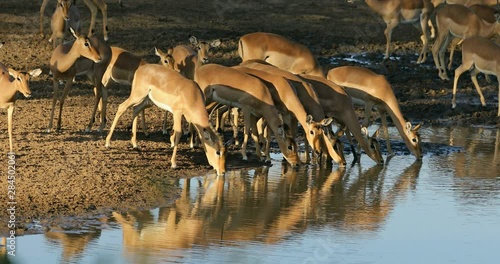 Impala antelopes (Aepyceros melampus) drinking water in late afternoon light, Kruger National Park, South Africa