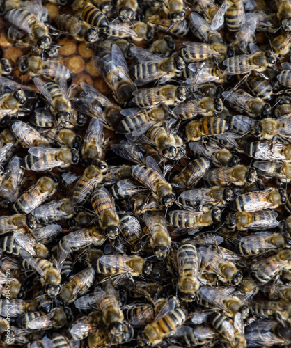 A dense cluster of swarms of bees in the nest. Working bees, drones and uterus in a swarm of bees. Honey bee. Accumulation of insects. © eleonimages
