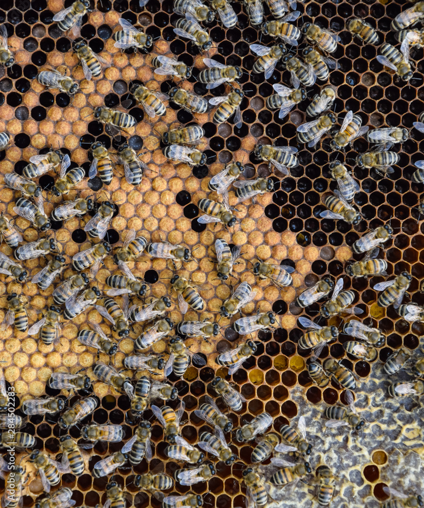 Honey bees on the home apiary Honey bees on the home apiary